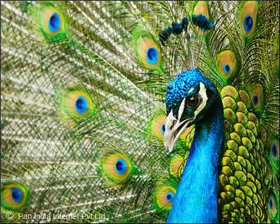 National Parks and Sanctuaries